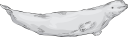 Fish and Sea Life Clipart