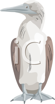 Bird Clipart