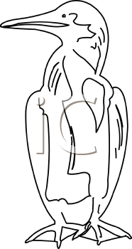 Bird Clipart