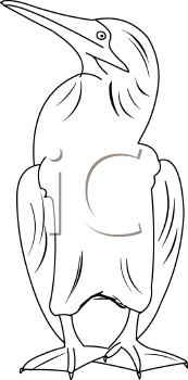 Bird Clipart