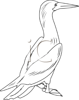 Bird Clipart