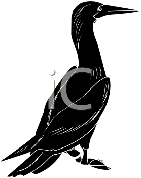 Bird Clipart