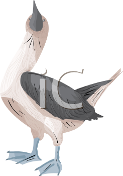 Bird Clipart