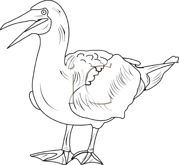 Bird Clipart