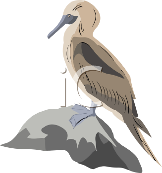 Bird Clipart