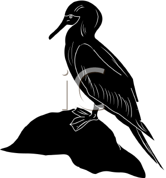 Bird Clipart