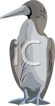 Bird Clipart