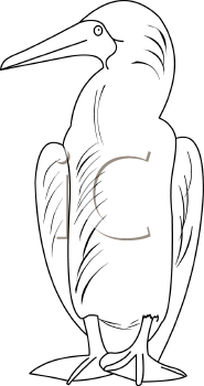 Bird Clipart