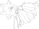 Flower Clipart