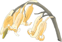 Flower Clipart