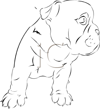Pet Clipart