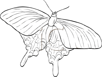 Insect Clipart