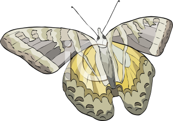 Insect Clipart