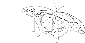 Insect Clipart