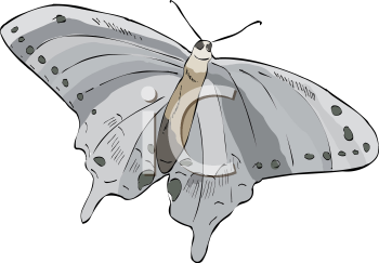 Insect Clipart