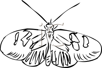 Insect Clipart