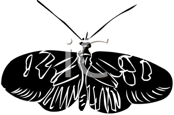 Insect Clipart