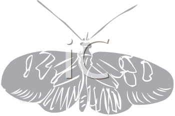 Insect Clipart