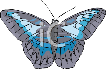 Insect Clipart