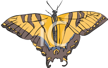 Insect Clipart