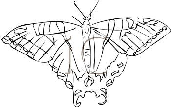 Insect Clipart