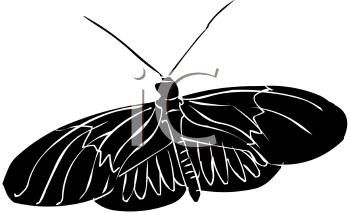 Insect Clipart