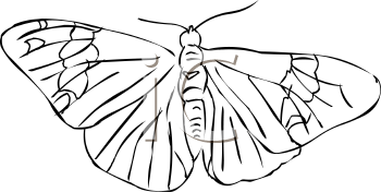 Insect Clipart