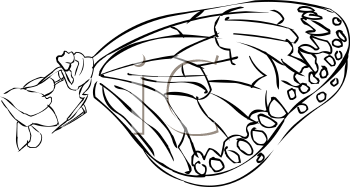 Insect Clipart