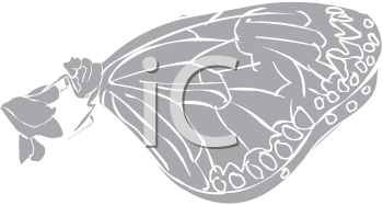Insect Clipart
