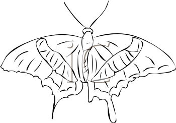 Insect Clipart