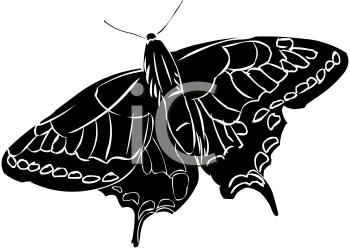 Insect Clipart