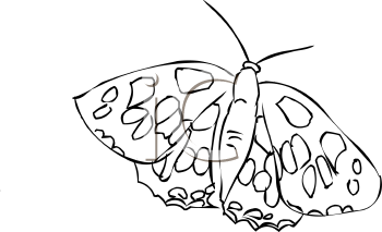Insect Clipart