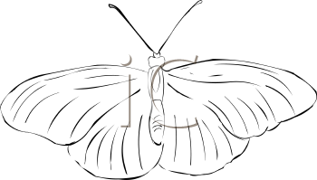 Insect Clipart