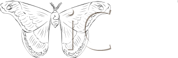 Insect Clipart