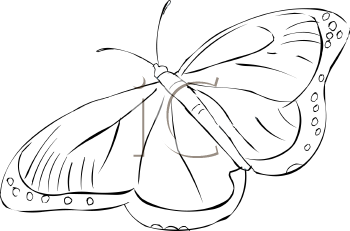 Insect Clipart