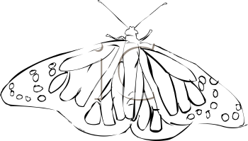 Insect Clipart