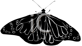 Insect Clipart