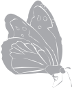 Insect Clipart
