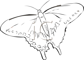 Insect Clipart