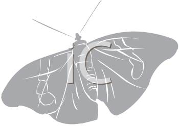 Insect Clipart
