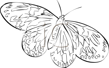 Insect Clipart