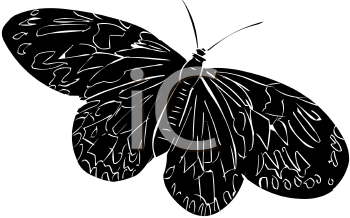 Insect Clipart