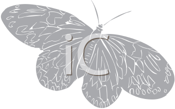 Insect Clipart