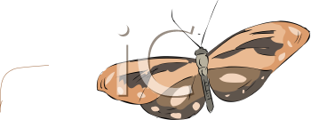 Insect Clipart