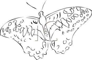 Insect Clipart