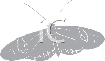 Insect Clipart