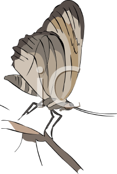Insect Clipart