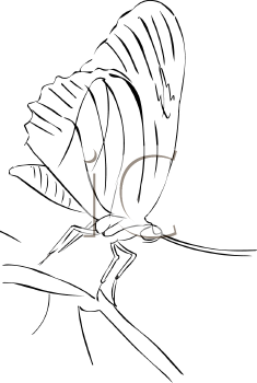 Insect Clipart