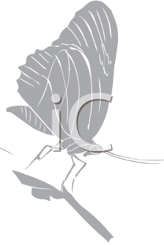 Insect Clipart