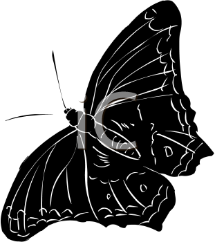 Insect Clipart